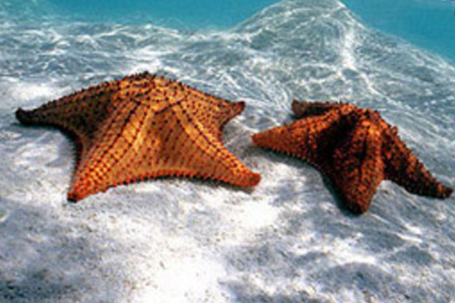 Limpieza del fondo marino y bautizos de buceo