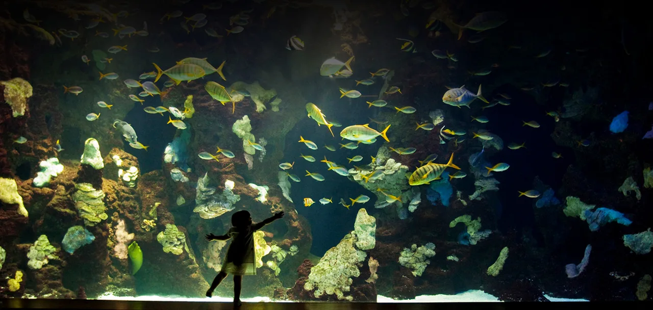 Gran oceanario del Aquarium de San Sebastián con un visitante ante el tanque de peces