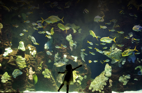 AIFF Festival de Cine Marítimo del Aquarium «Aquarium»