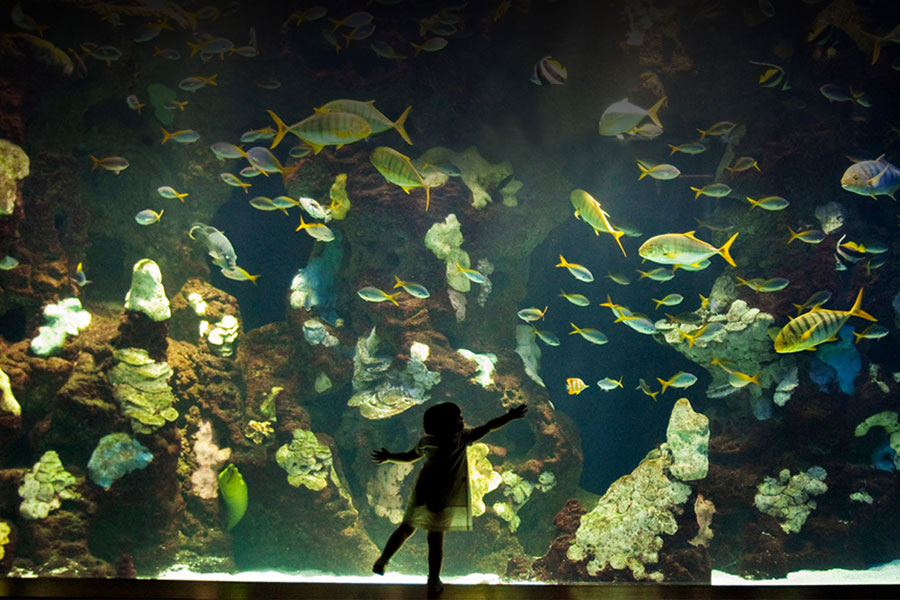 AIFF Festival de Cine Marítimo del Aquarium «Aquarium»